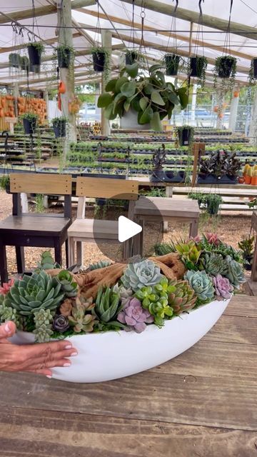 Suculentas Ideas Outdoors, Succulents Arrangements Indoor, Container Ideas For Plants, Suculents Pot Ideas, Succulent Bowls Outdoor, Indoor Plant Arrangement Ideas, Succulent Arrangements Outdoor, Plant Arrangements Indoor, Cactus Garden Outdoor