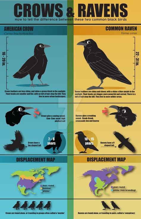 Crow Facts, Crows And Ravens, Crow Feather, American Crow, Animal Spirit Guides, Crow Bird, Crows Ravens, Animal Facts, Backyard Birds