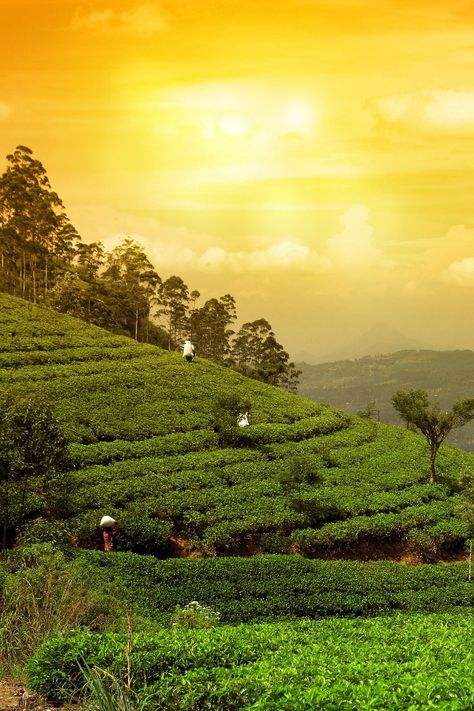 Ooty Tea Estate, Darjeeling Tea Garden, Jungle Cabin, Beautiful Heart Pictures, Tea Board, Nature Luxury, Bigelow Tea, Bar Stuff, Tea Gardens