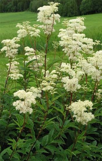 Meadowsweet - The Lost Herbs Filipendula Vulgaris, Virginia Wildflowers, Filipendula Ulmaria, Bog Garden, Hunting Game, Fragrant Plant, Wild Edibles, Rose Family, Rain Garden