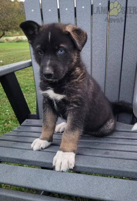 Gerberian Shepsky Puppy, Shepsky Puppy, Gerberian Shepsky, Dream Future, Dream Dog, Adorable Dogs, Pretty Dogs, Siberian Husky, Cutie Patootie