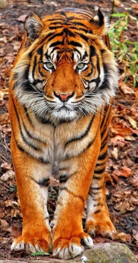 "So very beautiful" Pinterest Expert, Tiger Pictures, Free Advice, 캐릭터 드로잉, Majestic Animals, Tiger Tattoo, Cheetahs, A Tiger, Large Cats