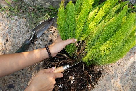 Foxtail Fern Landscaping, Fern Landscaping, John Meadows, Asparagus Densiflorus, Foxtail Fern, Asparagus Plant, Natural Insecticide, Asparagus Fern, Grow Plants