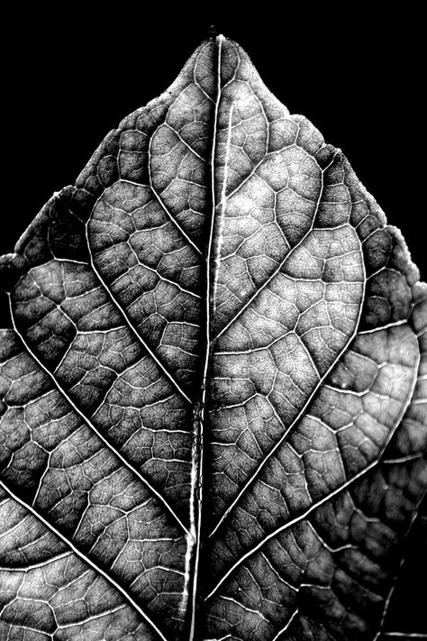 natural progression by Al Saulso, via Behance Black And White Close Up Photography, Black And White Flower Photography, Green Advertising, Natural Forms Gcse, Black And White Texture, Close Up Art, Natural Form Art, Nature Photography Flowers, Black And White Leaves