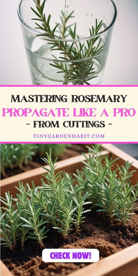 Discover the expert secrets to propagating rosemary from cuttings with our foolproof guide. Master the art of nurturing new plants effortlessly in water, starting with just four simple steps Propagate Plants In Water, Propagating Rosemary From Cuttings, Propagating Rosemary, Rosemary Growing, How To Propagate Rosemary, Rosemary From Cuttings, Rosemary Plant Care, Propagate Rosemary, Grow Rosemary