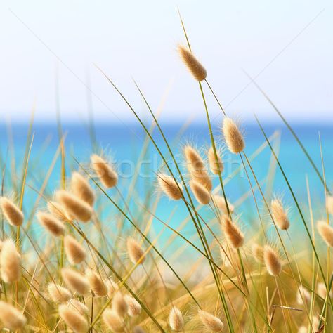 Bunny Tails Grass Lagurus Ovatus stock photo (c) tilo (#6286733) | Stockfresh Cloud Garden, Homestead Business, Wedding Terracotta, Eucalyptus Deglupta, Botanical Interests, Grass Wreath, Grass Garden, Bunny Ears Headband, Long Flowers