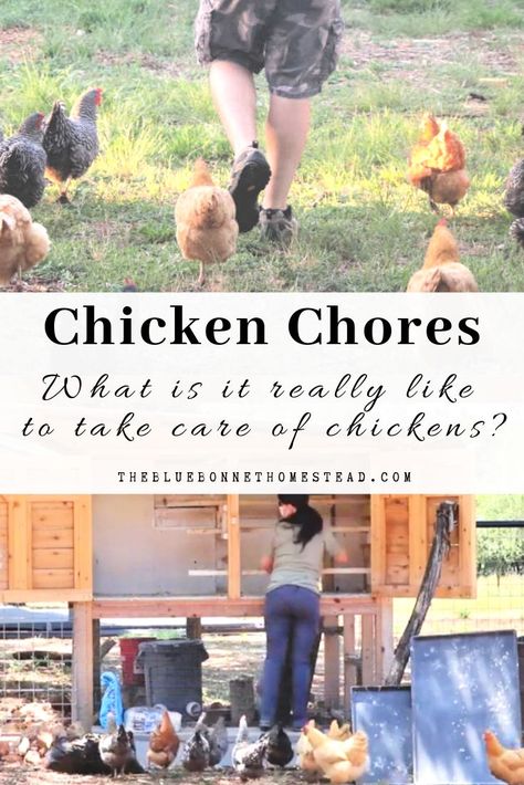 You might be surprised to know that taking care of chickens is actually not hard at all. My hope is by the time you are done reading this article, you will have a little more confidence in acquiring some backyard birds of your own! Daily Chicken Chores, Daily Chicken Routine, Taking Care Of Chickens, City Chicken, Free Range Chicken, Chicken Mama, Chicken Coop Garden, Chicken Care, Egg Laying Chickens