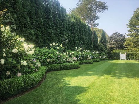 Hedge Around Patio, Beside House Landscape, Hedges And Hydrangeas, Backyard Tall Privacy Ideas, Double Hedge Landscaping, Landscape For Backyard, English Hedge Garden, Live Oak Landscaping, Row Of Hydrangeas