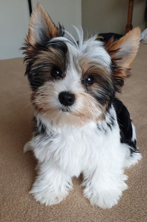 Biewer Terrier Puppies, Morky Puppy, Cute Yorkie Puppies, Chorkies Puppies, Cute Yorkies, Yorky Dogs, Party Yorkies, Yorkie Terrier Puppy, Yorky Puppies