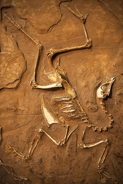 Fossil. Classical fossil view in exibition , #SPONSORED, #Classical, #Fossil, #fossil, #exibition, #view #ad Fossils Aesthetic, Prehistoric Aesthetic, Fossil Photography, Fossil Aesthetic, Paleontologist Aesthetic, Paleontology Aesthetic, Fossil Illustration, October Goals, Dino Tattoo