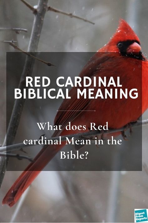 Cardinal Quotes Sayings, When Cardinals Appear Angels Are Near, Red Birds Meaning, Red Bird Quotes, Red Bird Meaning Cardinals, When A Cardinal Appears An Angel Is Near, As I Sit In Heaven Poem Cardinal, Cardinal Themed Christmas Tree Ideas, Christmas Cardinal Quotes