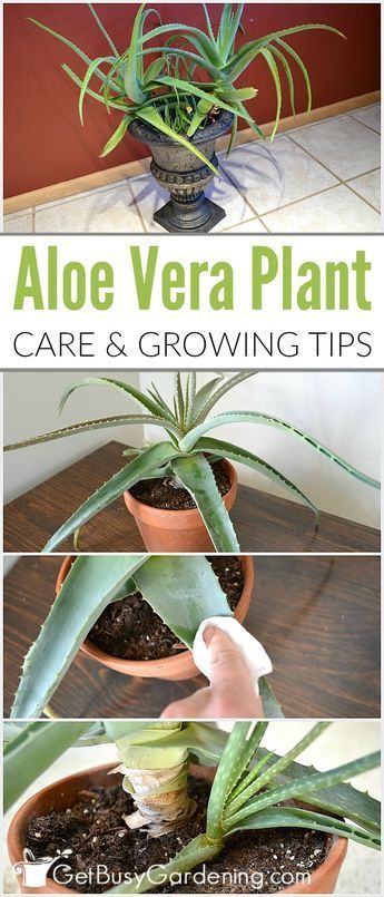 Aloe vera is a very popular plant that is best known for the healing qualities of the gel. Given the proper aloe vera plant care, these amazing plants can live for many years. Aloe Vera Plant Care, Growing Aloe Vera, Funny Vine, Amazing Plants, نباتات منزلية, Aloe Plant, Aloe Vera Plant, Inside Plants, Growing Tips