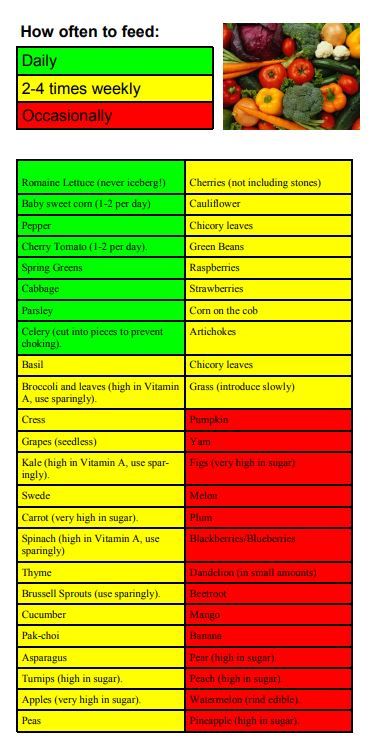 Guinea Pig Food Chart, Guinea Pig Snacks, Guinea Pig Food List, Female Guinea Pigs, Guinnea Pig, Pig Diet, Guinea Pig Diet, Grass Hay, Pig Care