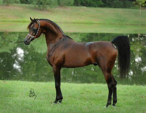 THE Marwan Al Shaqab. Arabian Horse Foal, حصان عربي, Horse Arabian, Arabian Stallions, Beautiful Arabian Horses, Most Beautiful Horses, Most Beautiful Animals, Majestic Horse, All The Pretty Horses