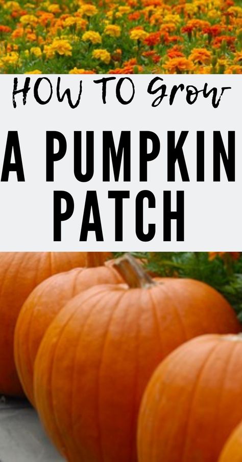 Mini Pumpkin Patch Garden, Planting A Pumpkin Patch, Pumpkin Patch Fence, How To Make A Pumpkin Patch, Growing A Pumpkin Patch, How To Grow A Pumpkin Patch, Best Way To Grow Pumpkins, How To Grow Giant Pumpkins, Planting Pumpkins How To Grow