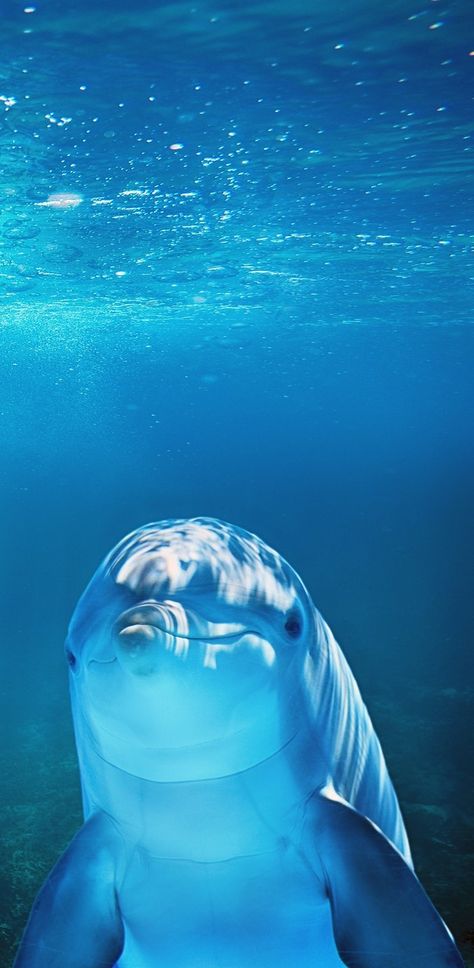A dolphin underwater. Animals Blue Aesthetic, Aesthetic Sea Animals Wallpaper, Blue Wallpaper Animals, Tropical Animals Aesthetic, Blue Underwater Aesthetic, Blue Animals Aesthetic, Dauphin Aesthetic, Blue Animal Aesthetic, Blue Aesthetic Animals