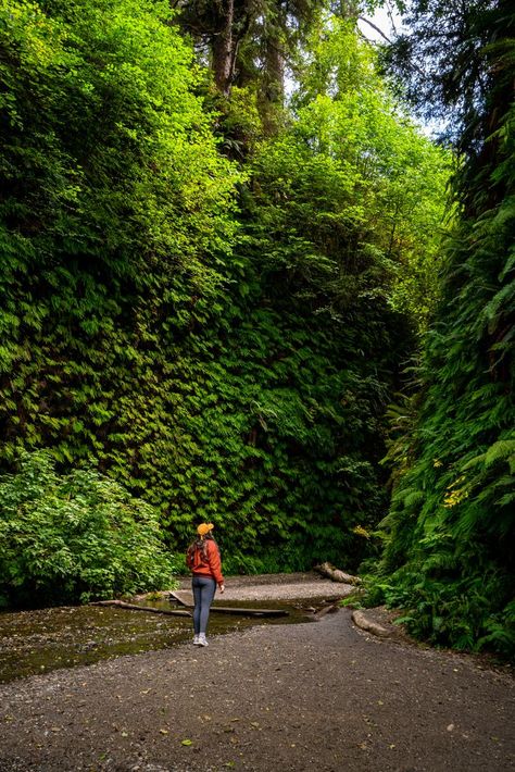 hiking in fern canyon in redwoods national park, california | somewheresierra Redwoods National Park, Redwood National And State Parks, Fern Canyon, Pretty World, Redwood National Park, A Park, Northern California, Sweet 16, Fern