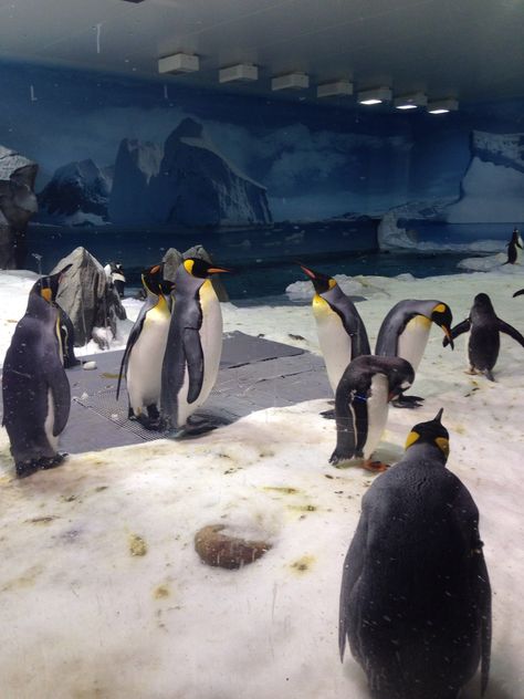 Chilling with the penguins🐧 - Seaworld - Gold Coast #travelling #australia Sea World Australia, Gold Coast Aesthetic, Sea World Gold Coast, Surfers Paradise Australia, Australia Aesthetic, Travelling Australia, Coast Aesthetic, The Penguins, Gold Coast Australia