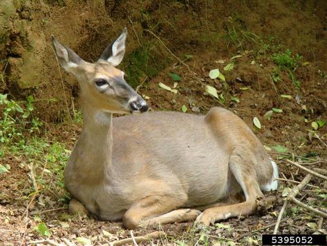 Walter Reeves article - changing my deer buffet :-) Deer Laying Down Reference, Deer Laying Down, Deer Reference, Deer Bedding, Giant Arborvitae, Female Deer, Deer Fence, Wild Deer, Deer Resistant Plants