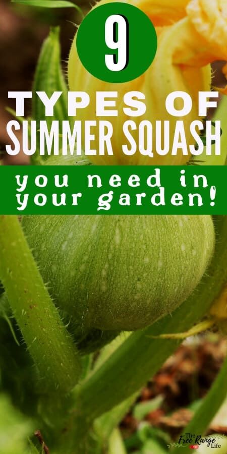 Types Of Squash Summer, Different Kinds Of Squash, Types Of Squash, Squash Types, Mexican Squash, Pattypan Squash, Growing Squash, Green Zucchini, Squash Varieties