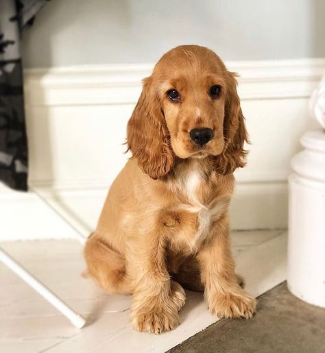 14 Amazing Facts About Cocker Spaniels | Page 2 of 4 | PetPress Blonde Cocker Spaniel Puppies, English Koker Spaniel, Mini Cocker Spaniel Puppies, Cocker Spaniel Short Haircut, Golden English Cocker Spaniel, Koker Spaniel, Golden Cocker Spaniel Puppies, English Cocker Spaniel Puppy, English Cocker Spaniel Puppies