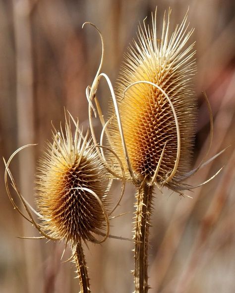 Autumn Browns Michael Kelly, Autumn Wallpaper, Seed Heads, Dry Plants, Airbrush Art, Seed Pods, Simple Things, Natural Forms, Planting Seeds