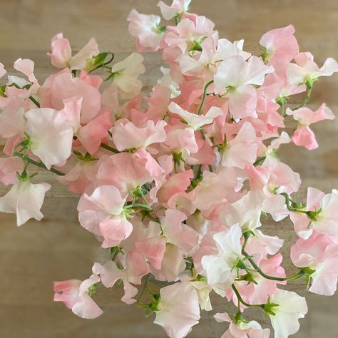 Sweet Pea And Daisy Bouquet, Sweet Pea Arrangements, Peas Aesthetic, Sweet Pea Bridal Bouquet, Lina Stores, Spring Bridesmaids, Sweet Pea Bouquet, Sweet Pea Flower, Fav Flower