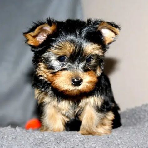 Yorkie Terrier Puppy For Sale Near Me | Gorgeous Little Pup5 Yorkshire Terrier For Sale, Yorkie Puppies For Adoption, Yorkie Breeders, Yorkshire Puppies, Teacup Yorkie For Sale, Yorkie Puppies For Sale, Yorkshire Terrier Teacup, Yorkies For Sale, Teacup Yorkie Puppy