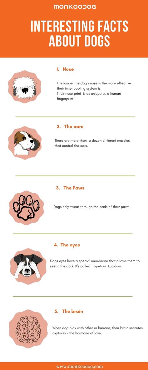 Facts About Dogs, Fun Facts About Dogs, Vet Student, Dog Enrichment, Famous Dogs, Dog Information, Dog Essentials, Dog Nose, About Dogs