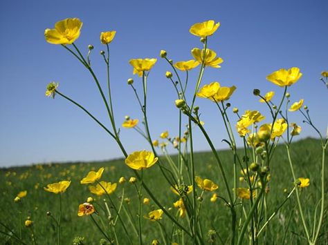 Buttercups Gone Wild Victorian Language, Tattoo Thoughts, Blowin' In The Wind, Buttercup Flower, Ranunculus Flowers, Desktop Wallpapers Backgrounds, Southern Europe, Plant List, Ranunculus