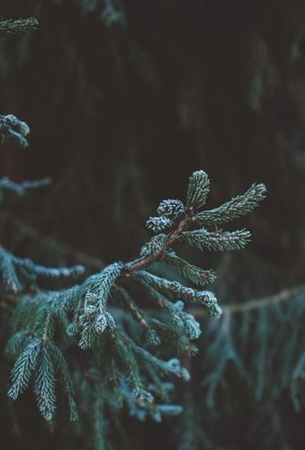 Keep your #evergreens ever green. Make sure you're giving them the care they deserve. Nurture your #trees with a little help from these #evergreen #treecare #tips. Trees Aesthetic, Tilt Shift Lens, Fir Trees, Tilt Shift, Pine Branch, Tree Care, Evergreen Trees, Fir Tree, Heart Melting