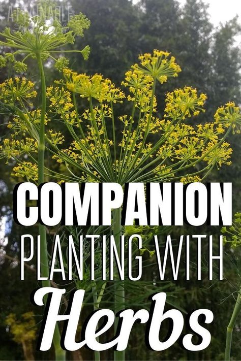 Companion Herbs, Lavender Companion Plants, Planting Raised Garden Beds, French Garden Design, Outdoor Gardens Landscaping, Garden Companion Planting, Herbs Garden, Garden Herbs, Herb Garden Design