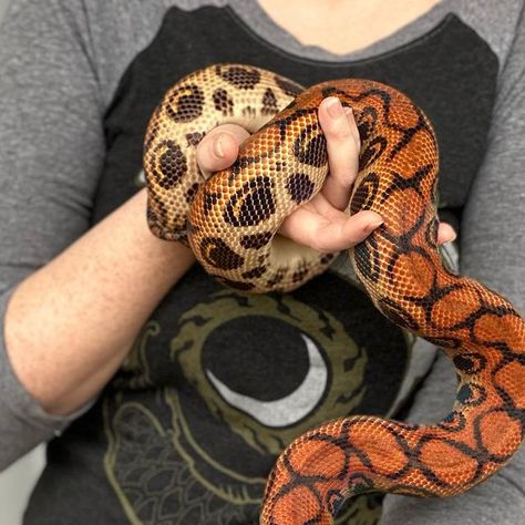 Richard Allen on Instagram: "Beautiful male Brazilian rainbow boa now available at Reptile Rapture. www.reptilerapture.net. #reptilerapture #brazilianrainbowboa #boa" Brazilian Rainbow Boa, Richard Allen, Beverly Hills Chihuahua, Snow Dogs, Snakes, Wild Cats, Reptiles, Animals Wild, Funny Animals