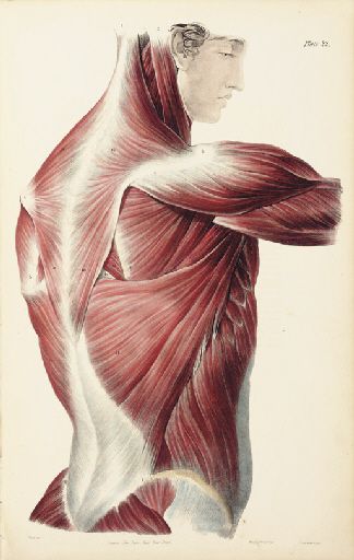 QUAIN, JONES (1796-1865) AND WILLIAM JAMES ERASMUS WILSON (1809-1884). A SERIES OF ANATOMICAL PLATES, COMPRISING: THE MUSCLES OF THE HUMAN BODY. - THE VESSELS OF THE HUMAN BODY. - THE NERVES OF THE HUMAN BODY. - THE VISCERA OF THE HUMAN BODY. - THE BONES AND LIGAMENTS OF THE HUMAN BODY. LONDON: TAYLOR AND WALTON, 1836- 1842. The Human Body Aesthetic, Trapezius Muscle, Muscle Art, Artistic Anatomy, Male Figure Drawing, Latissimus Dorsi, William James, Muscle Anatomy, Human Figure Drawing