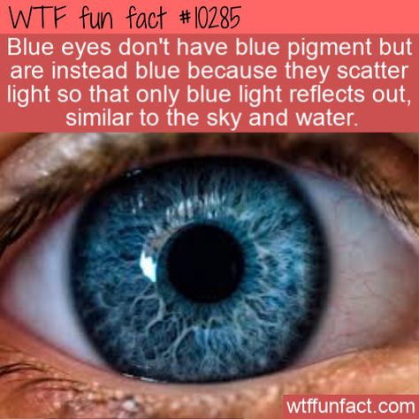 Blue Eye Facts, Blue Eye Quotes, Fun Health Facts, Weird Eyes, Eye Color Facts, Sky And Water, Eye Facts, Eye Quotes, Grey Eyes