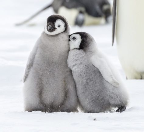 Oceana on Twitter: "These little chicks are emperor penguins and will grow to be the tallest penguins in the world, reaching heights of over three feet. 😍… https://t.co/k7X2HpNstn" Emperor Penguin Chick, Penguin Day, Emperor Penguins, Penguin Pictures, Polar Bear Art, Penguin Art, Penguin Love, Emperor Penguin, Baby Penguins