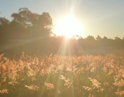 Leland Mckinney, Children Of Demeter, Flower Field Aesthetic, 1year Anniversary, Anne Lester, Sunset Field, Home Shelter, Sun Child, Background Aesthetics