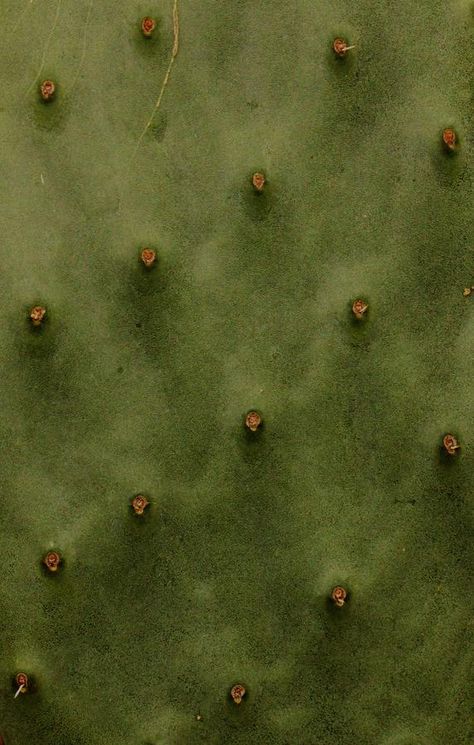 Nature, Organic Texture Nature, Cactus Close Up, Peruvian Aesthetic, Cactus Texture, Desert Texture, Coral Aesthetic, Cactus Aesthetic, Texture Aesthetic