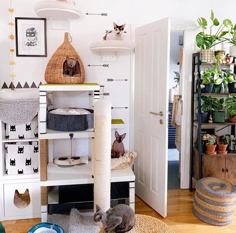 Diy Cat Tree, Modern Cat Tree, Cat Shelves, Pet Wellness, Natural Cat, Diy Cat, Free Plans, Amazing Diy, Cat Room