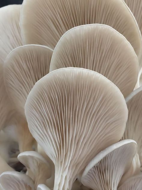 Iris Van Herpen, Texture Inspiration, Mushroom Fungi, Organic Forms, Organic Form, Beige Aesthetic, Natural Forms, Patterns In Nature, White Aesthetic