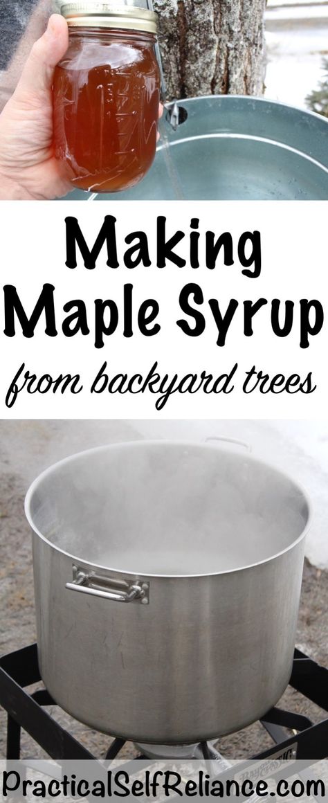 Making Maple Syrup — Practical Self Reliance Diy Maple Syrup, Homemade Maple Syrup, Maple Syrup Recipes, Backyard Hammock, Backyard Trees, Mango Sorbet, Homesteading Skills, In The Summertime, Sugar Maple