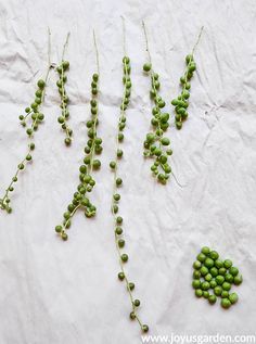 Succulent Growing, String Of Pearls Plant, Succulent Garden Diy, Propagating Succulents, Hanging Plants Indoor, Hanging Succulents, Inside Plants, Growing Succulents, Succulent Gardening