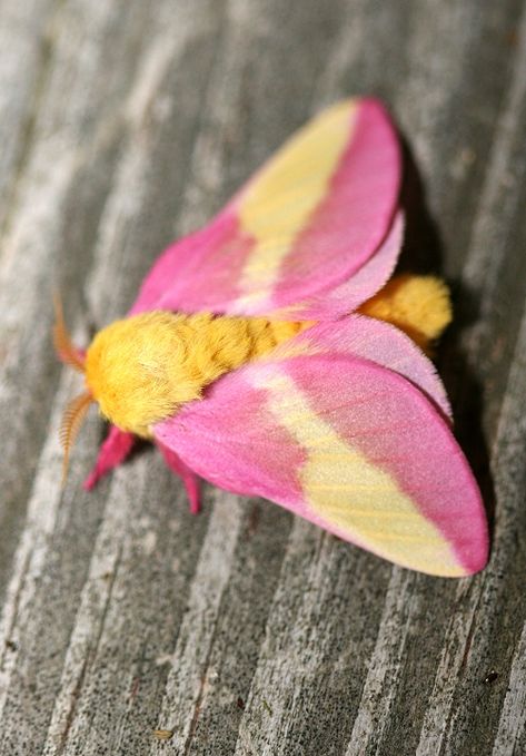 Fluffy Moths, Beautiful Beetles, Maple Moth, Pink Moth, Rosy Maple Moth, Moth Species, Colorful Moths, Cute Moth, Flying Creatures