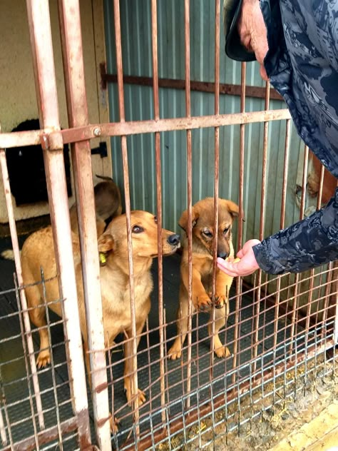 Puppies in shelter. I am also a volunteer. I walk the dogs, take care of them in an animal shelter. I also help to promote dogs and cats in order to find them a family. I donate 10% of all proceeds from the sale of my products to shelters and to advertise my dogs. By purchasing my handmade, you help them find a home. To view, please visit: www.etsy.com/shop/DreamLineQuilts Dog Shelter Volunteer Aesthetic, Dog Shelter Aesthetic, Animal Shelter Volunteer Aesthetic, Donation Aesthetic, Animal Volunteering, Animal Shelter Aesthetic, Worker Aesthetic, Animal Shelter Volunteer, Eat The Frog