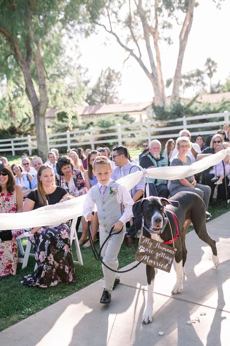 Great Dane Wedding, Pets Included In Wedding, Dog Wedding Ceremony, Dogs Included In Wedding, Dogs Incorporated Into Wedding, Dog Incorporated In Wedding, Dogs In Weddings Ceremony, Dog Ring Bearer Ideas, Dogs At Weddings Ideas