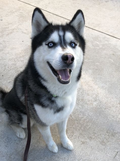 Cyberian Huskies, Dog Husky, Royal Dog, Big Dog, Siberian Dog, Husky With Blue Eyes, Malamute Husky, Husky Lover, Scary Dogs