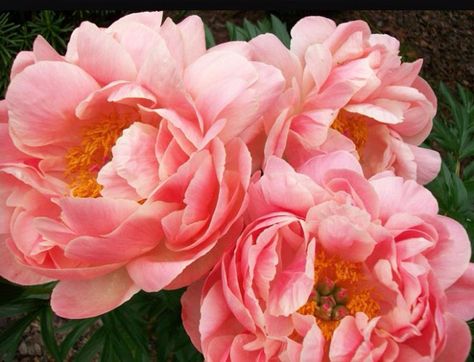 Closed Peony, Coral Charm Peony, Sunset Flowers, Paeonia Lactiflora, Coral Peonies, Dorothy Draper, Peony Art, Peony Painting, Peonies Garden