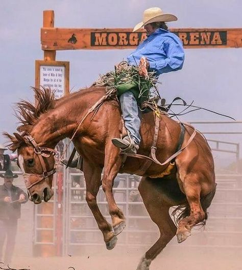 Horse Bucking With Rider, Bronc Horse, Horse Bucking, Saddle Bronc Riding, Cowboy Tattoo, Bronco Horse, Vintage Cowboys, Brahma Bull, Cowboy Photography