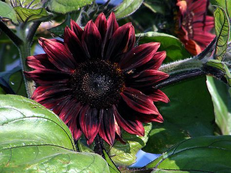 Red Velvet Sunflower by Len Bomba - I love this deep color! Velvet Sunflower, Purple Sunflowers, Elbow Tattoo, Red Sunflowers, Elbow Tattoos, Portsmouth Nh, Unusual Flowers, Oak Park, Drawing Stuff