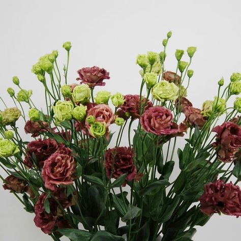 Lisianthus filled Rosanne Deep Brown Rosanne Brown Lisianthus, Violet Brown, Red Wedding Flowers, Stock Flower, Brown Flowers, Deep Brown, Flower Child, Love Flowers, Red Flowers